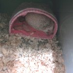 ♥♡우리집 귀염둥이 고슴도치도치!!!!!!!♥♡