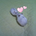 스압주의)★☆귀여운 우리집의 애완쥐☆★