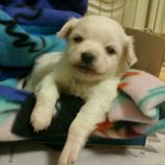 ●○[사진有] 귀여운 강쥐 초롱이!!○●