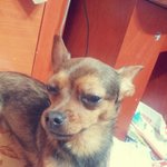 ★★★★★강아지를 찾아주세요★★★★★