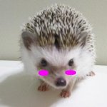 원래 사용하던 닉이 g.o릴라임ㅋㅋ