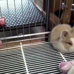 우리집 토끼 <b>앵두</b>를 소개합니다 ^&amp;^