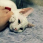 ★★고양이판★★[코피퐝퐝사진有]★★목포의<b>미묘</b>!! 저희집 "천가지표정" ...