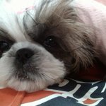 ★★★★★(개판사진有) 얼굴작고 몸큰 우리담이^ 3^ ★★★★★