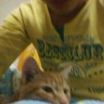 고양이주인찾습니다 이톡을보고 주인나타나셨으면좋겠습니다.
