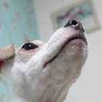 犬犬犬犬犬 (+수정) 십대 흔녀의 흔하지않은 우리집 개판 犬犬犬犬犬