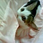 ★☆고양이판/ 이쁜이♥와 꼬꼬♥☆★