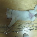 슈퍼맨을 꿈꾸는 우리집 강아지
