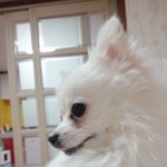(사진 동영상有) 동거견 <b>포메</b> 설이를 소개합니다~~~~