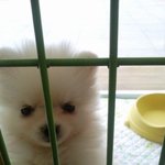 [개판] 털복숭이 강아지 두마리키우는 <b>녀자</b>♥ (사진,동영상有) -...