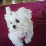 <개판> 우리 이쁜 코비 좀 보세요^^