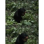 (사진有)<b>정글</b>의 여자아이
