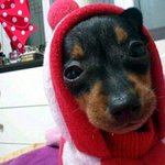 ★★(개판/사진有느님)막내둥이 <b>코치</b>! 소개해용~용죽겠지★★