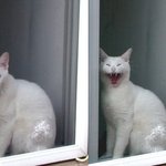 뒷집에 살던 고양이