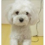 ♥♥♥개판♥♥♥귀여운 강아지 개순이 4년간 기록.