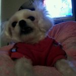 ☆★개판☆★<b>엽사</b>로사랑받는우리사과방울이!♥