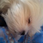 ♡♥♡♥[사진,동영상有]우리집귀요미들을 공개합니다♥♡♥♡