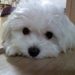 [개판!(사진有)]기염돋는 울사랑이♥♡♥♡