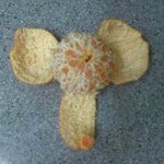 19 ) 귤을 깠는뎅..