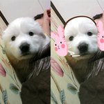 개장수에게팔려간우리아기