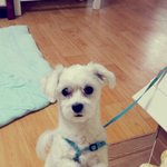 ★★<b>암컷</b>말티즈분양해주실수있는분들!꼭봐주세요★★