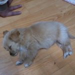 우리집 강아<b>쥐</b>~ 강아<b>쥐</b>~ 도리 소개합니당.. ㅋㅋㅋㅋㅋㅋ (사진유)