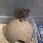 ★★쥐판★★ 나 햄스터 키우는 여자야