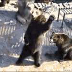 개크노에 <b>이은</b> 곰크노