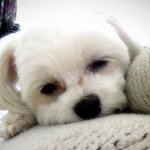 ★♥구름같은 보송보송우리애기소개할께요!!!♥★