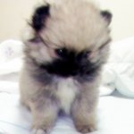 ★★★개판★★★(스압주의)ㅋ사랑하는 우리애기들을 소개합니다♥