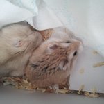 ▶쥐판◀☆★☆저희집 쥐는 뒤집어서 <b>기어</b>다녀요...사진,동영상有느님☆★☆