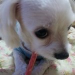 ☆★☆★☆★[사진有<b>느</b>님!!!!]우리집멍멍이들을소개합니다!!!☆★...