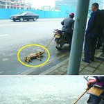 사진有★★동물(강아지)대한 편견을 버려야함★★