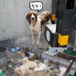 [개판] 간디작살 콩이의 입<b>양기</b>!