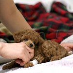 ★☆ 개판 ☆★ 우리집 알바&amp;마리 ★☆ (스압!!!!!!)
