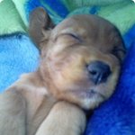 요새 개판이 유행이람<b>소여</b> ^^? 저희집 강쥐도 유행타고싶어여 ~...