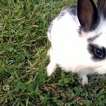 [동물판] 우리집에서 살고 있는 극과 <b>극인</b> 두마리 토끼