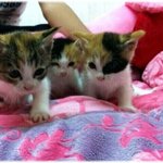 ★★고양이판★[치♡편사진有]★★2탄!!!목포의<b>미묘</b>!! 잘자는고양이...