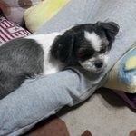 (견판~~!) (사진 有느님♡)우리집 황소 까미를 소개함다 ㅎㅎㅎㅎ