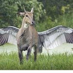 <b>전설</b>의 동물 유뉘콘~~