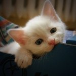 <b>우왕</b> 진지해요ㅎㅎ