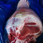 ■▶저는,조직깡패입니다9편★사진有실화◀■