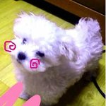☆★개판★☆ 내 새끼여서가 아니라 진짜 모델 뺨치는 강아지 ㅋㅋㅋㅋ
