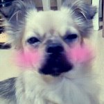 ★★★사진多)저희집 <b>소박</b>한 소박이 를 소개합니다★★★