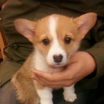 ★개판오분전☆사고뭉치 <b>웰시</b>코기와의 동거☆★