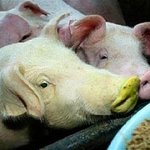 신기한 시리즈 ① 신기한 <b>동물</b>들