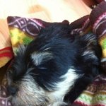 +)개판요괴같은 슈나우져 (부제: 슈<b>나우</b>져를 키우면 저혈압도 고혈압이...