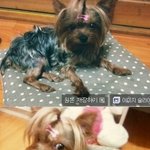 우리 알콩이 소개해요 ㅋㅋ