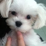 (개판★/사진有)★★★이제 4개월된 우리집 강아지 무한이를 소개합니다★★★