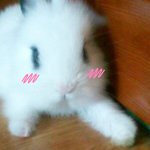 <b>토토</b>를 소개합니다...♥